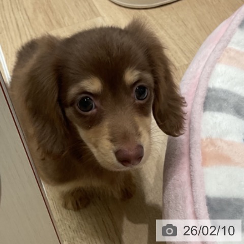 ミニチュア・ダックスフンドの写真