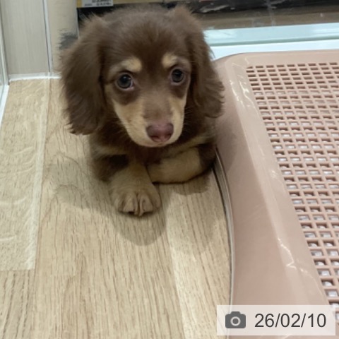 ミニチュア・ダックスフンドの写真