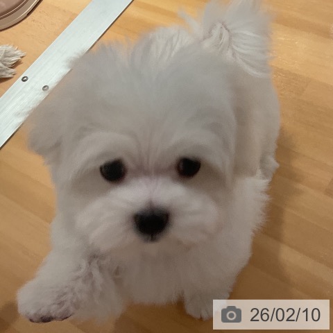 マルチーズの写真