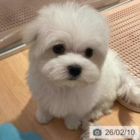 マルチーズの写真