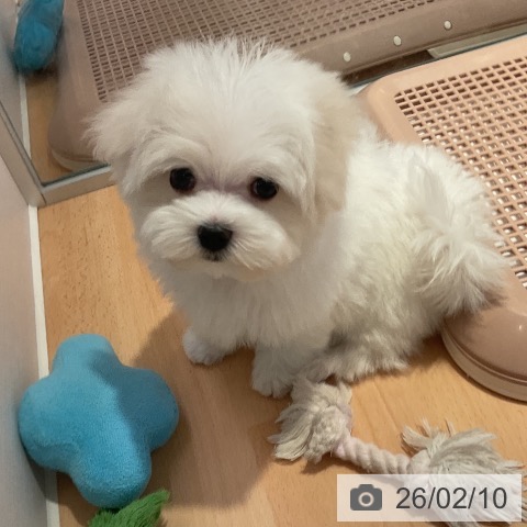 マルチーズの写真