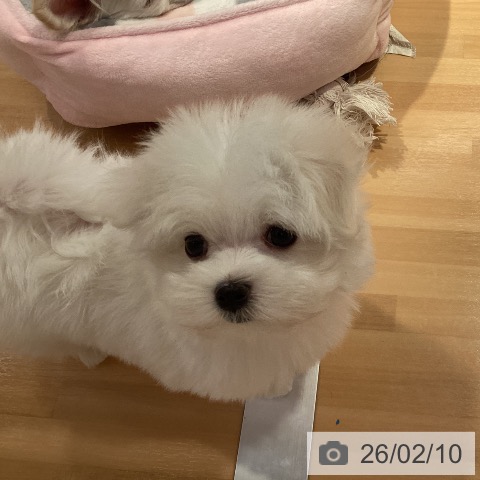 マルチーズの写真