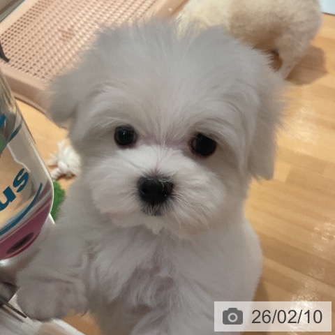 マルチーズの写真