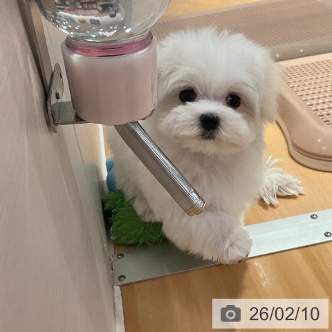 マルチーズの写真