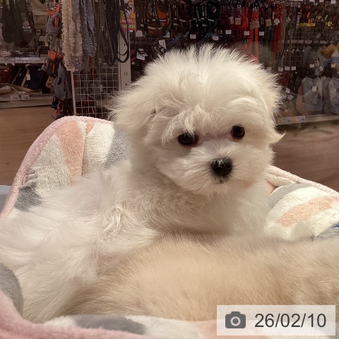 マルチーズの写真