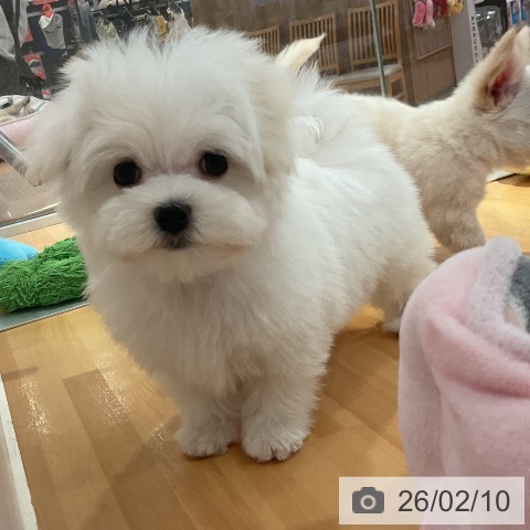 マルチーズの写真