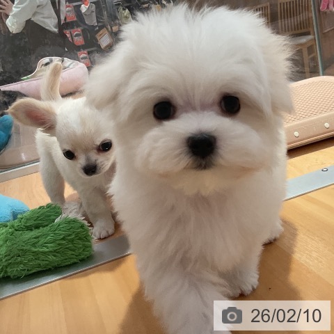 マルチーズの写真