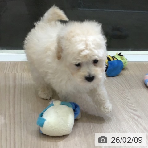 富山県のトイプードル(トイ) (ペットプラス 高岡店/2025年12月11日生まれ/男の子/クリーム)の子犬の4枚目の画像