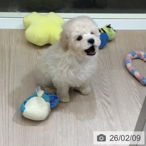 富山県のトイプードル(トイ) (ペットプラス 高岡店/2025年12月11日生まれ/男の子/クリーム)の子犬の3枚目の画像