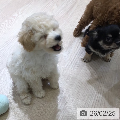 富山県のトイプードル(トイ) (ペットプラス 高岡店/2025年12月11日生まれ/男の子/クリーム)の子犬の3枚目の画像