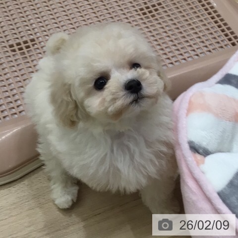 トイ・プードルの写真