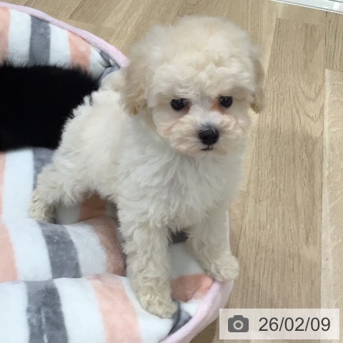 トイ・プードルの写真