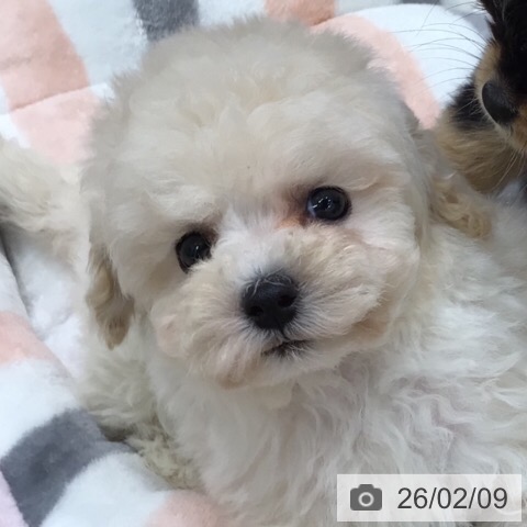 トイ・プードルの写真