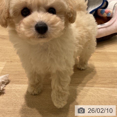 トイ・プードルの写真