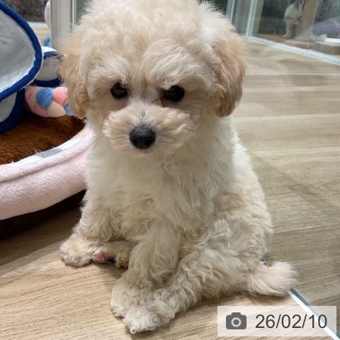 トイ・プードルの写真