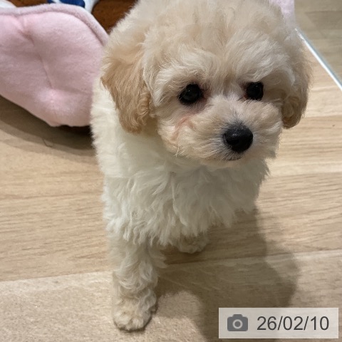 トイ・プードルの写真