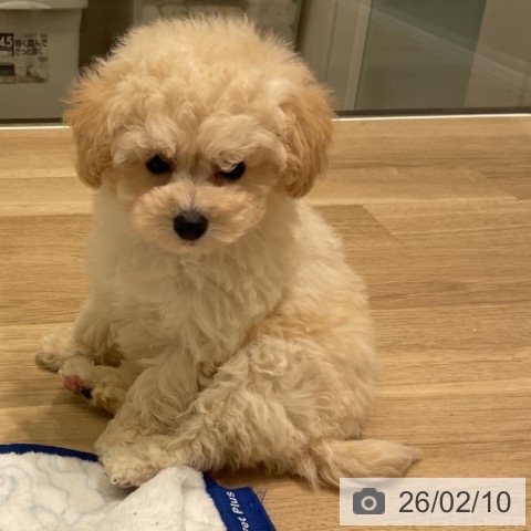 トイ・プードルの写真