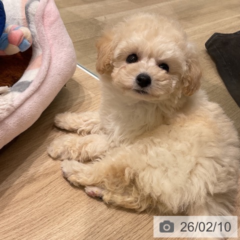 トイ・プードルの写真