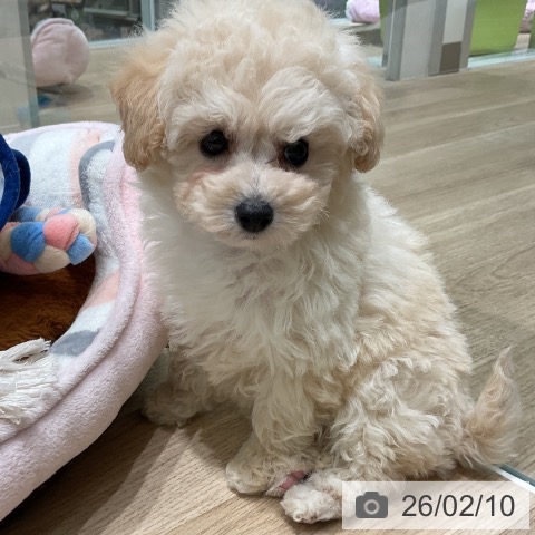 トイ・プードルの写真