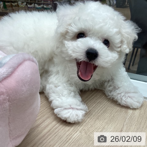 ビション・フリーゼの写真