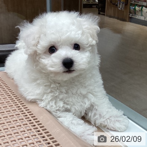 ビション・フリーゼの写真