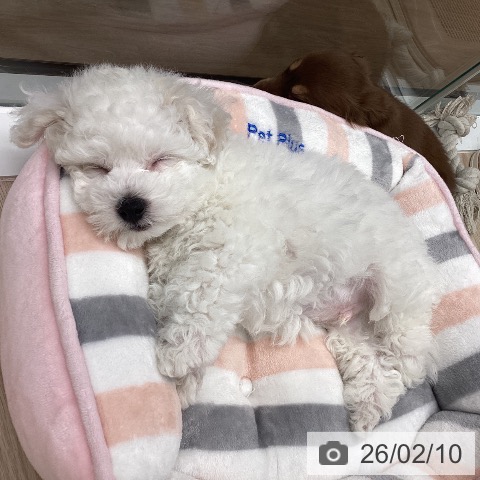 石川県のビションフリーゼ (ペットプラス 白山店/2025年12月4日生まれ/男の子/ホワイト)の子犬の4枚目の画像