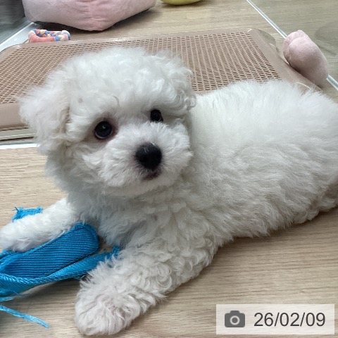 ビション・フリーゼの写真