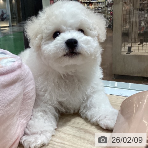 ビション・フリーゼの写真