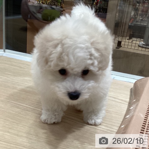 ビション・フリーゼの写真