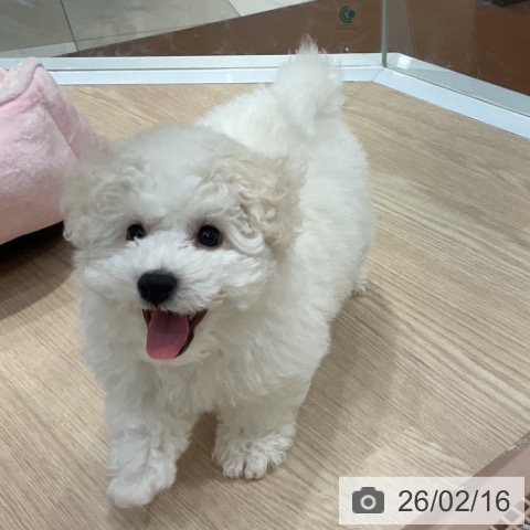 愛知県のビションフリーゼ (ペットプラス イオンモール長久手店/2025年12月4日生まれ/女の子/ホワイト)の子犬の3枚目の画像