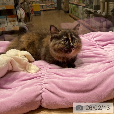 三重県のラガマフィン (ペットプラス 鈴鹿店/2025年12月11日生まれ/女の子/トーティーシェル)の子猫の4枚目の画像