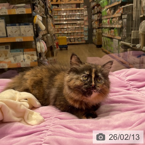 三重県のラガマフィン (ペットプラス 鈴鹿店/2025年12月11日生まれ/女の子/トーティーシェル)の子猫の3枚目の画像