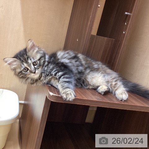 愛知県のラガマフィン (ペットプラス 千種店/2025年12月11日生まれ/女の子/ブラウンパッチドタビー)の子猫の4枚目の画像