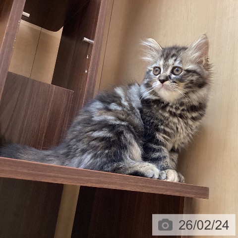 愛知県のラガマフィン (ペットプラス 千種店/2025年12月11日生まれ/女の子/ブラウンパッチドタビー)の子猫の3枚目の画像