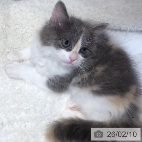 岐阜県のラガマフィン (ペットプラス 各務原店/2025年12月11日生まれ/女の子/ダイリュートキャリコ)の子猫の4枚目の画像