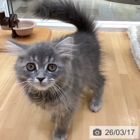 愛知県のラガマフィン (ペットプラス 豊田店/2025年12月11日生まれ/女の子/ブルータビー)の子猫の4枚目の画像