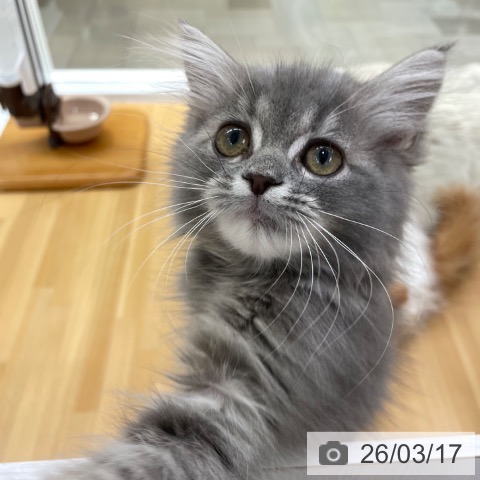 愛知県のラガマフィン (ペットプラス 豊田店/2025年12月11日生まれ/女の子/ブルータビー)の子猫の3枚目の画像