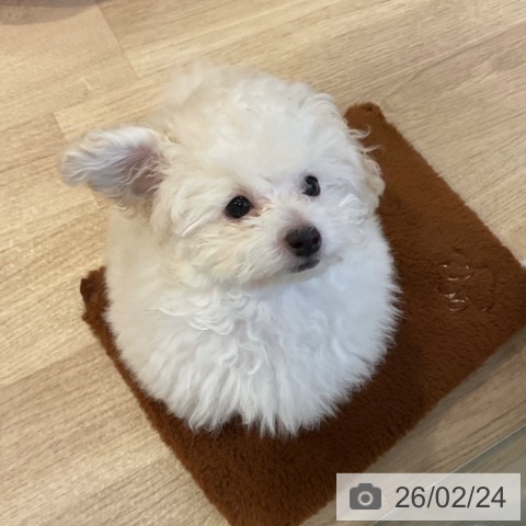 愛知県のトイプードル(トイ) (ペットプラス 岡崎店/2025年12月11日生まれ/男の子/ホワイト)の子犬の4枚目の画像