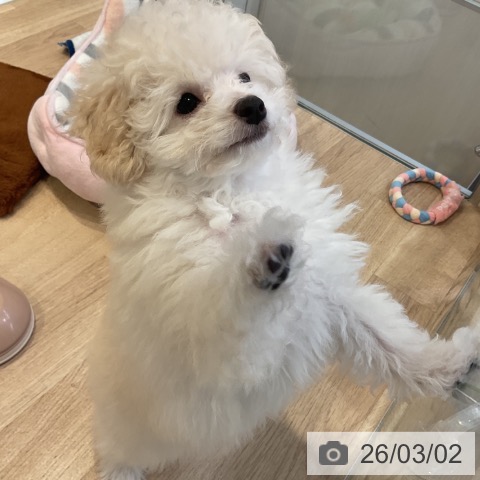 愛知県のトイプードル(トイ) (ペットプラス 豊田店/2025年12月11日生まれ/男の子/ホワイト)の子犬の4枚目の画像