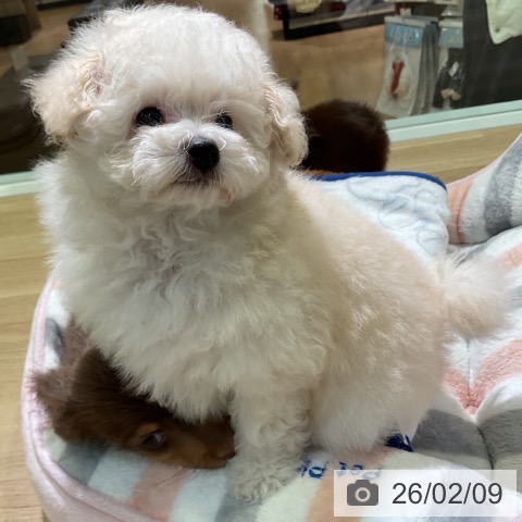 トイ・プードルの写真