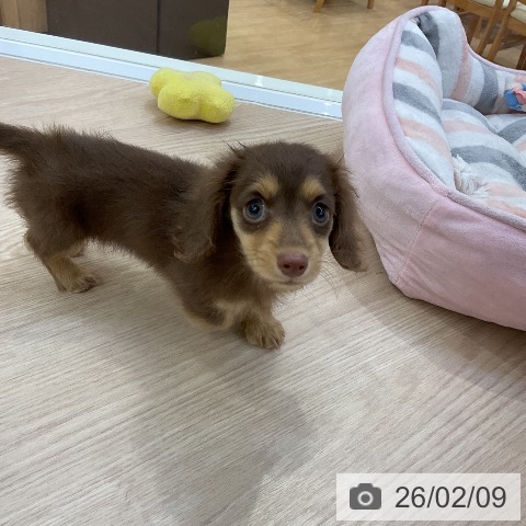 カニーンヘン・ダックスフンドの写真