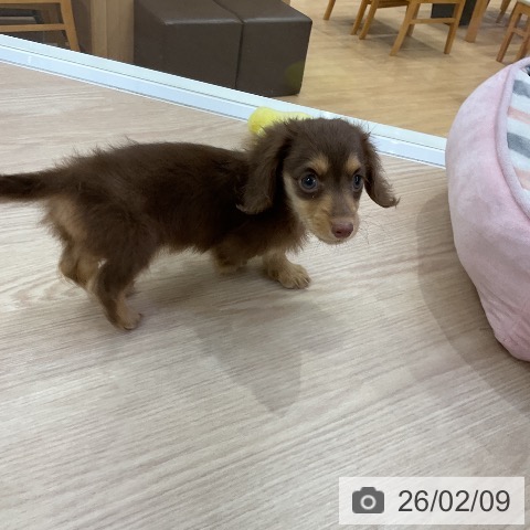 カニーンヘン・ダックスフンドの写真