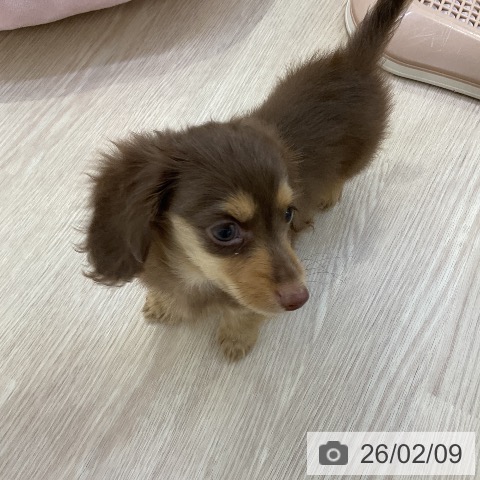 カニーンヘン・ダックスフンドの写真