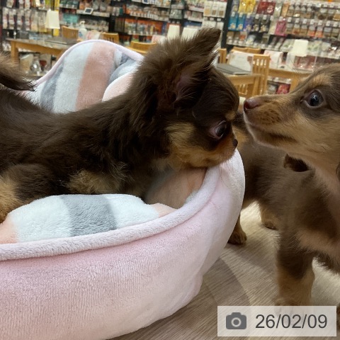 カニーンヘン・ダックスフンドの写真