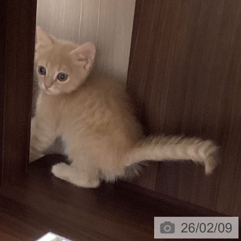 石川県のマンチカン (ペットプラス 新小松店/2025年12月2日生まれ/男の子/クリームタビー)の子猫の4枚目の画像