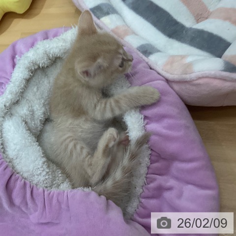 石川県のマンチカン (ペットプラス 新小松店/2025年12月2日生まれ/男の子/クリームタビー)の子猫の3枚目の画像