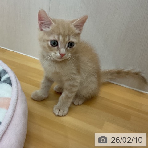 マンチカンの写真