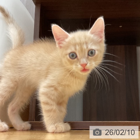 石川県のマンチカン (ペットプラス 新小松店/2025年12月2日生まれ/男の子/クリームタビー)の子猫の4枚目の画像