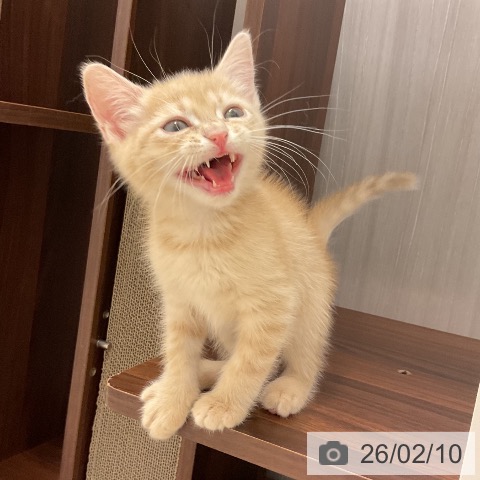 石川県のマンチカン (ペットプラス 新小松店/2025年12月2日生まれ/男の子/クリームタビー)の子猫の3枚目の画像