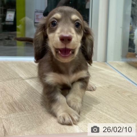 愛知県のカニンヘンダックスフンド(ロング) (ペットプラス 則武新町店/2025年12月11日生まれ/男の子/チョコレートイエロー)の子犬の3枚目の画像